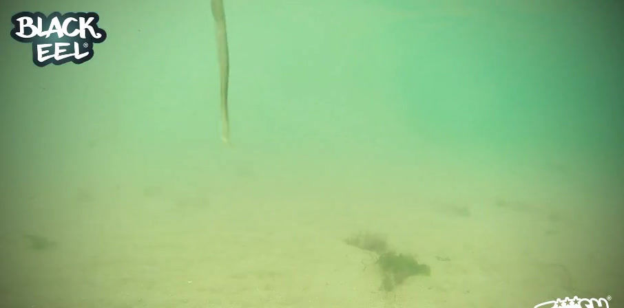 Miniatura: Black Eel 2