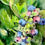 Thumbnail: Blueberries no.4 - Original
