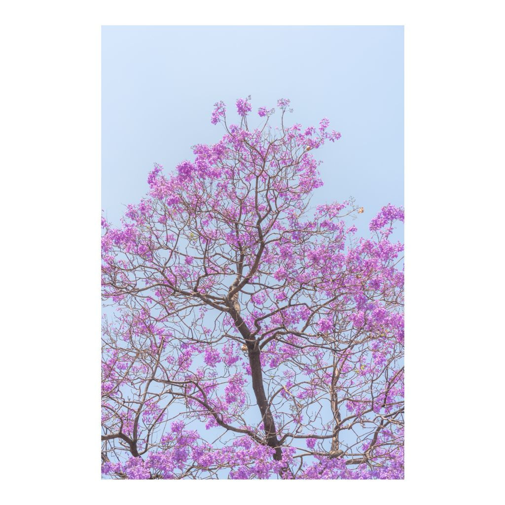 Jacaranda Tree