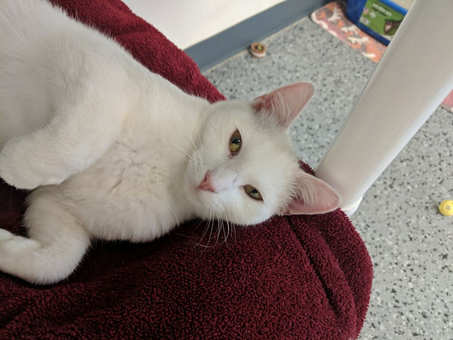 White cat laying down.jpg