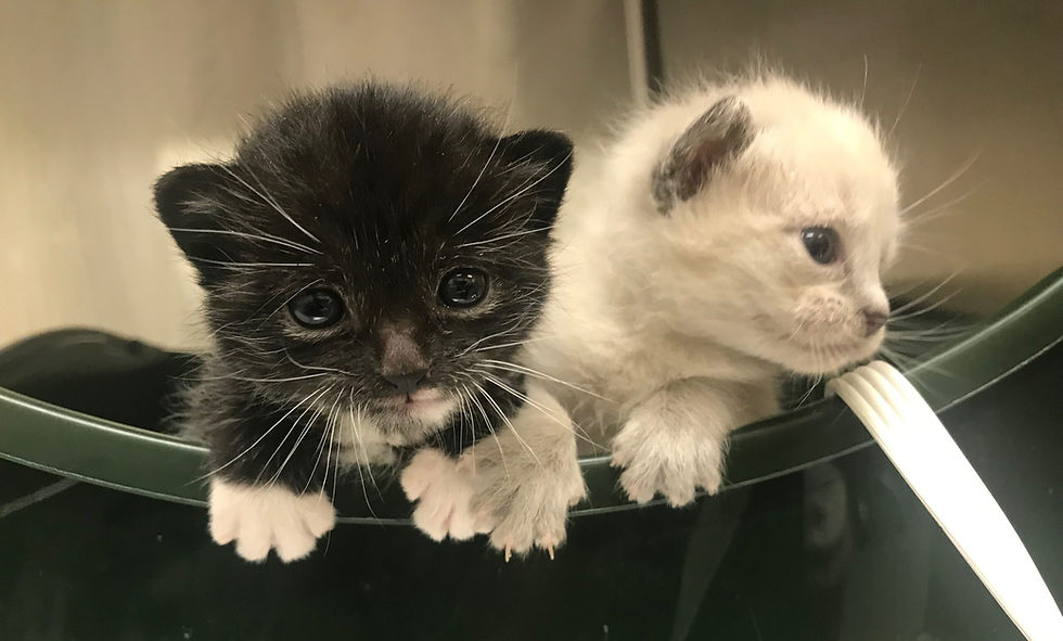 Two kittens