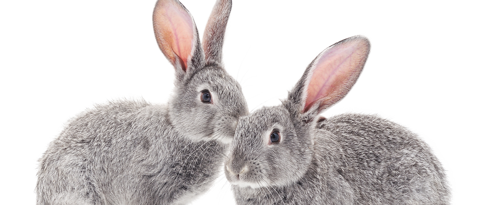 Rabbits