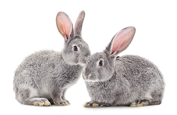 Bunny