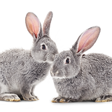 Rabbits