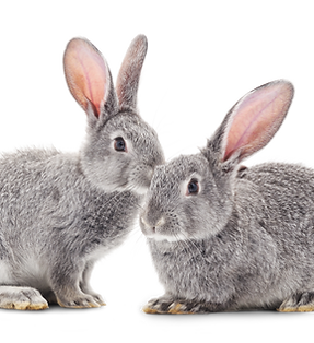 Rabbits