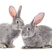 Rabbits
