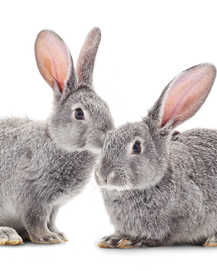 Rabbits