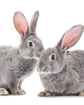 Rabbits