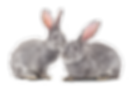 Rabbits