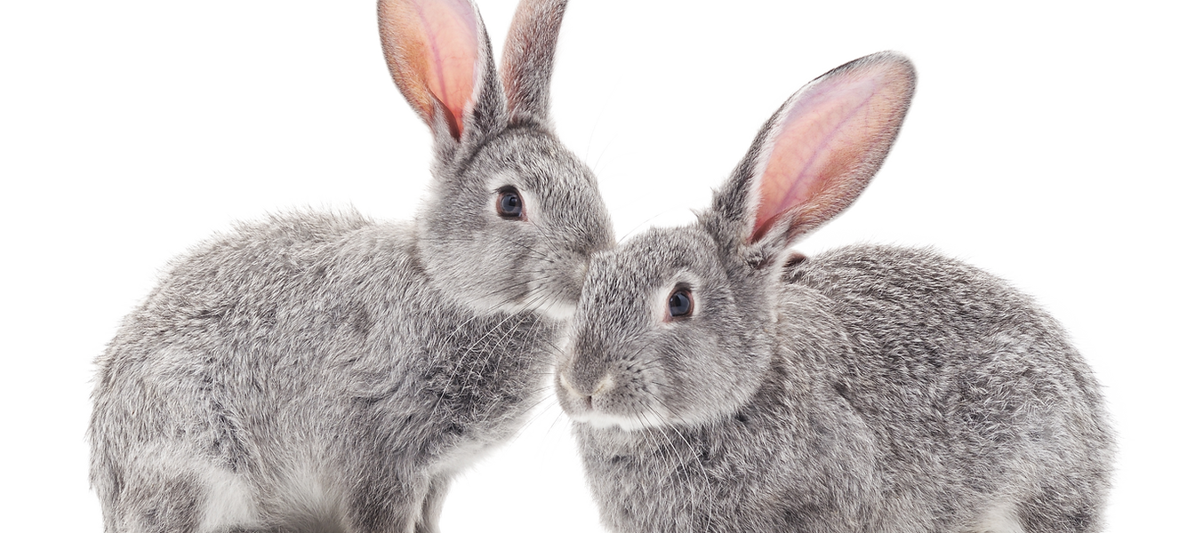 Rabbits