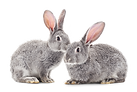 Rabbits