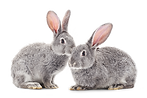 Rabbits