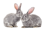 Rabbits