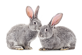 Rabbits