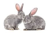 Kaninchen