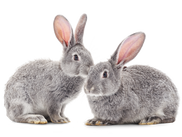 Guarda compartilhada: morando com os pais mesmo após o divórcio