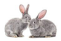 Rabbits