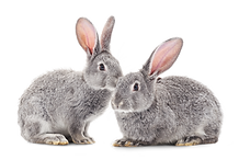 Rabbits
