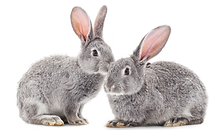 Rabbits