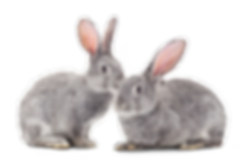 Rabbits