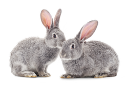 lapins