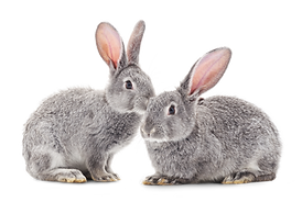 Rabbits