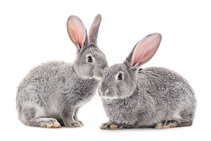 Rabbits