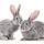 conejos