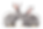 Rabbits on a white backdrop