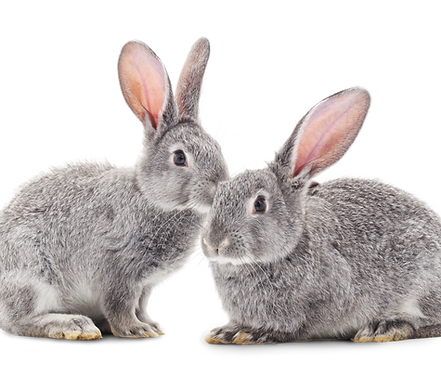 Rabbits