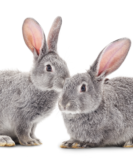 Rabbits