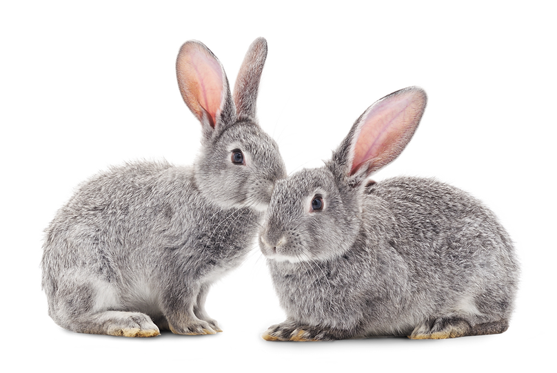 lapins