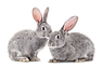 Rabbits