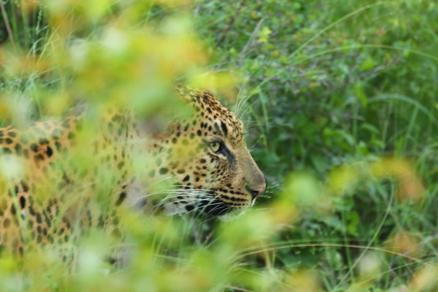 Leopard spotted hiding in the grass while on a drive with the guide from Crocodile Bend River Lodge