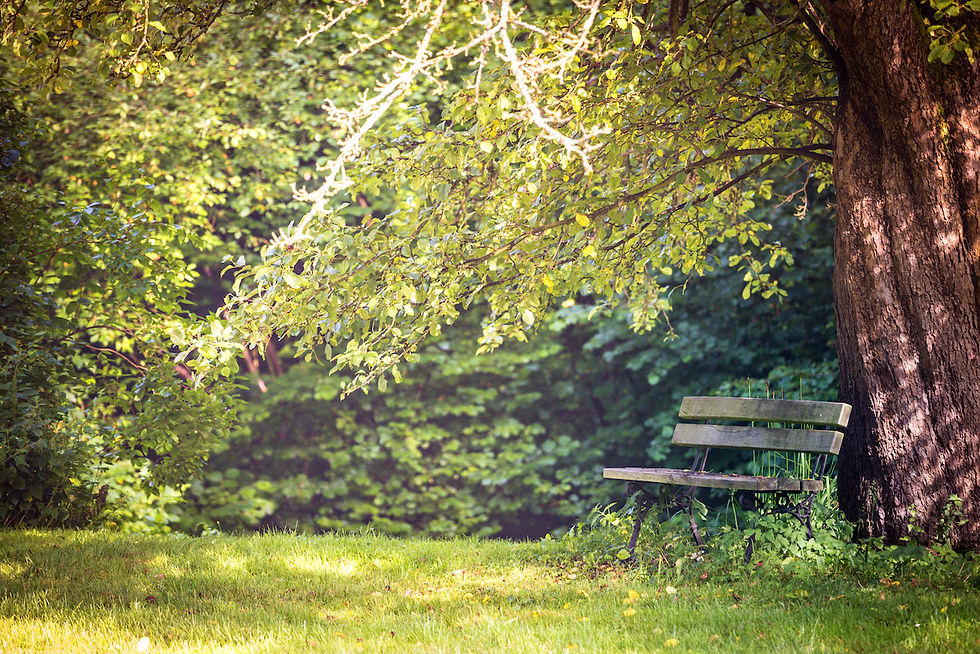 Einsame Bank im Wald Komp.jpg