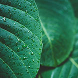 feuilles vertes bien-être écologie planète et environnement_edited.jpg