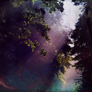 purp forest.jpeg
