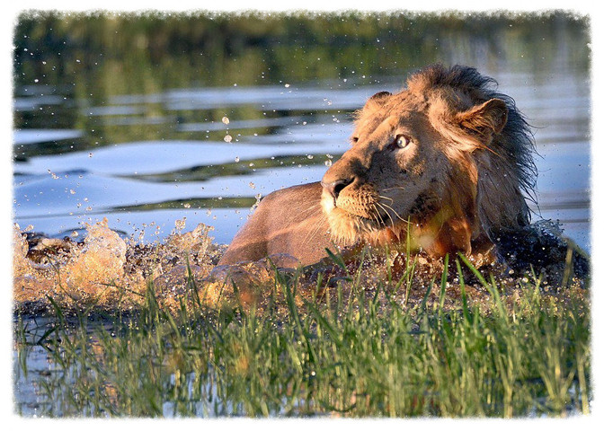 Wide-eyed Lion Flees