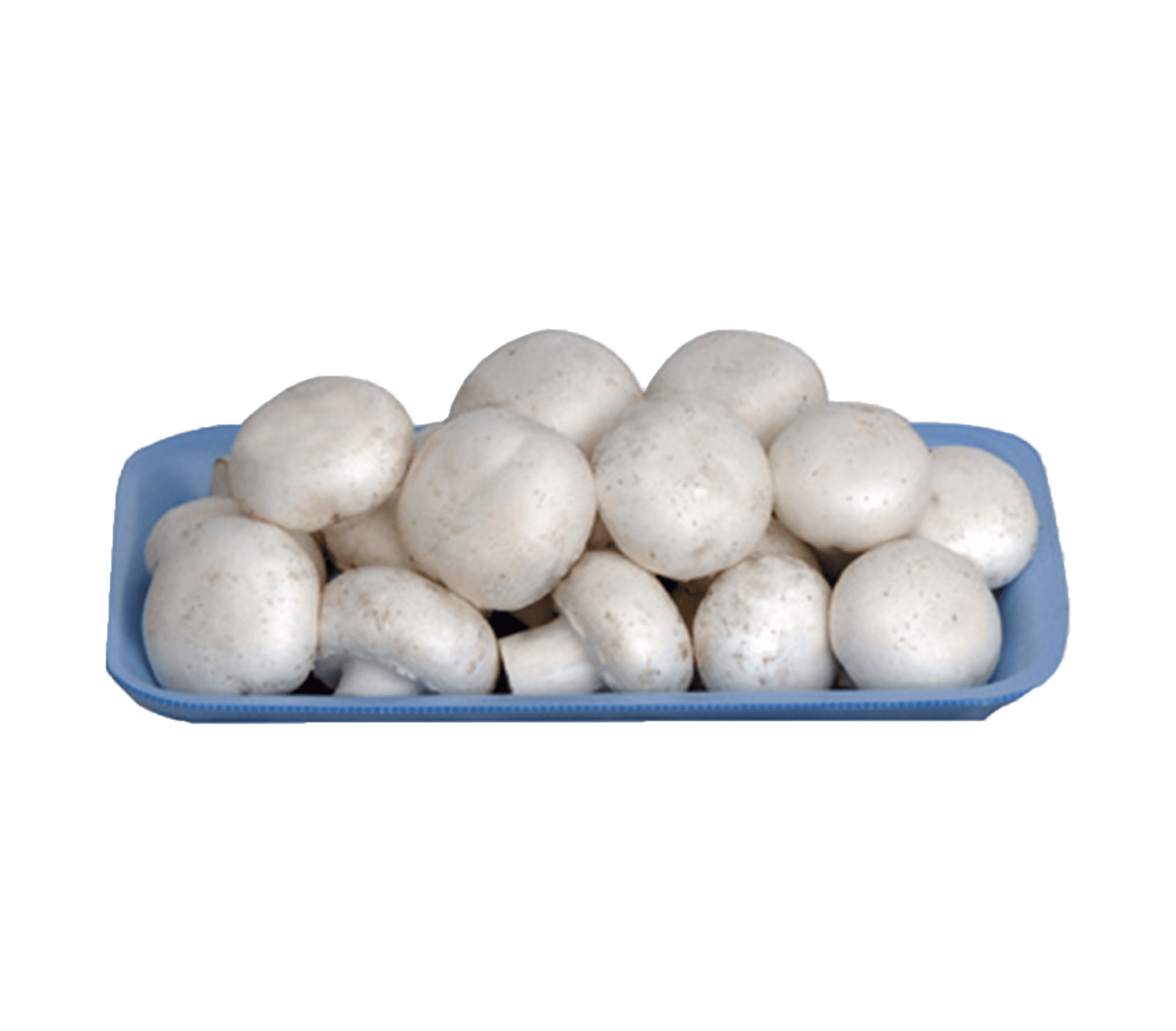 Kültür Mantarı (paket)