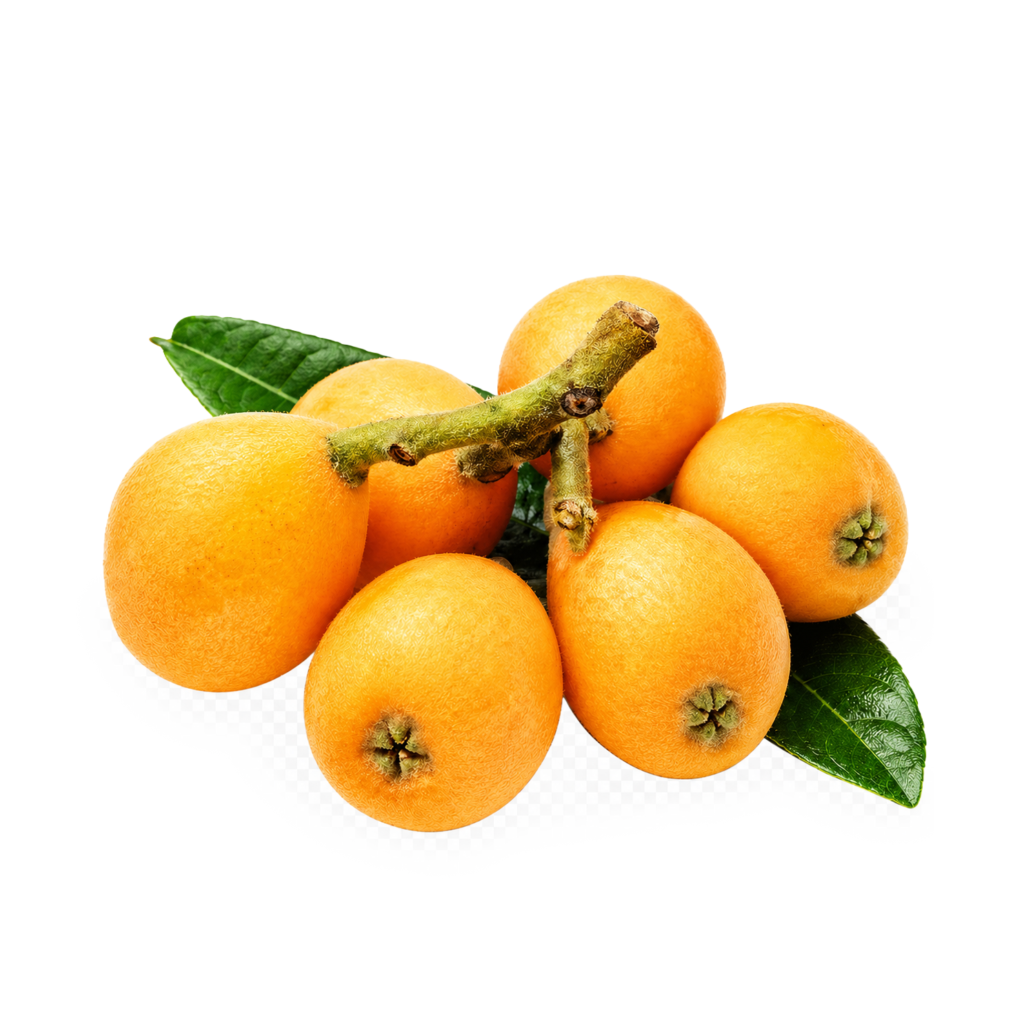 Malta Eriği