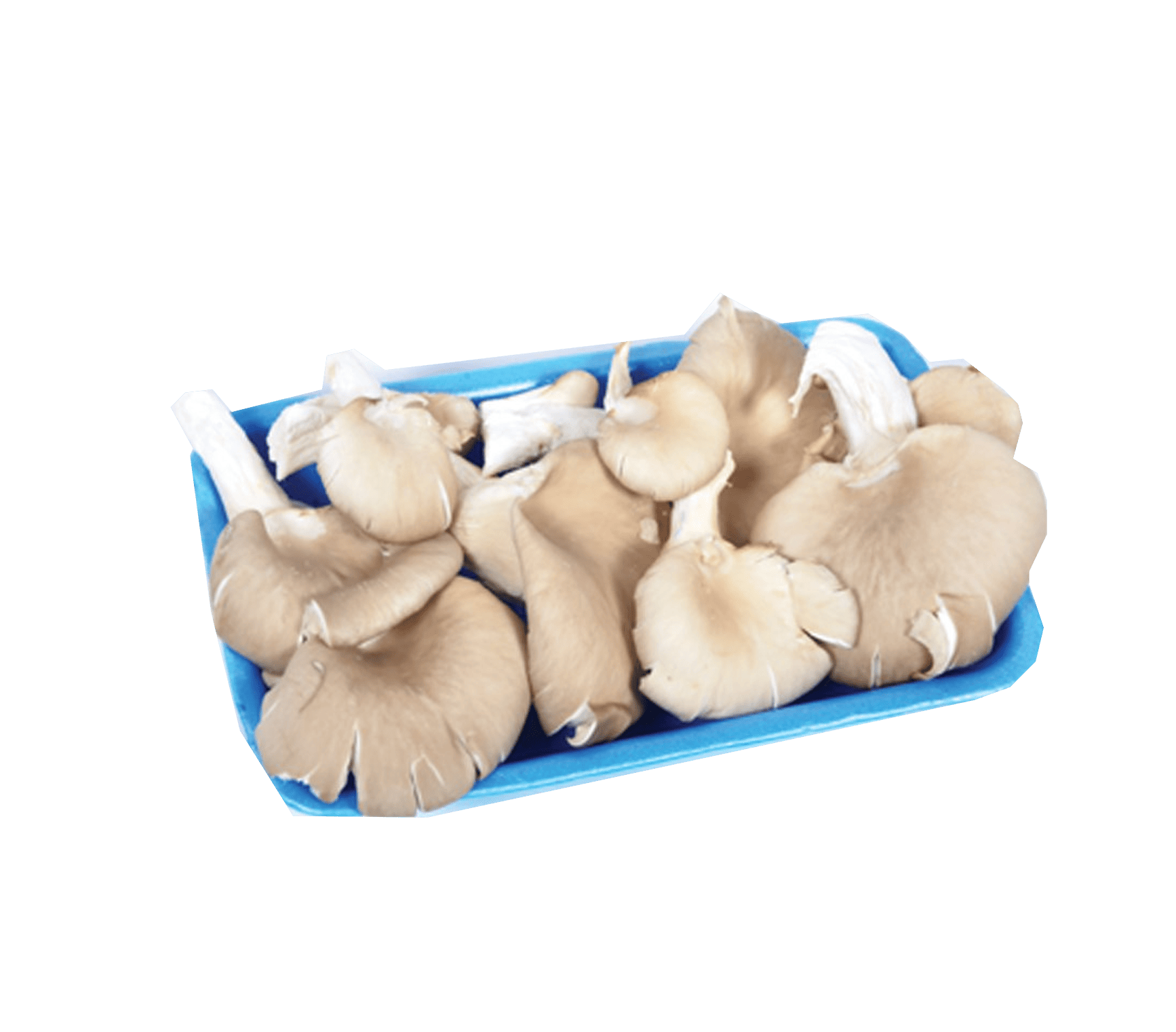 İstiridye Mantarı (paket)
