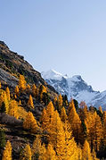 csm_Val_Roseg_Herbst_24_6b7b3ff85a.jpg