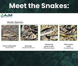 Snakes