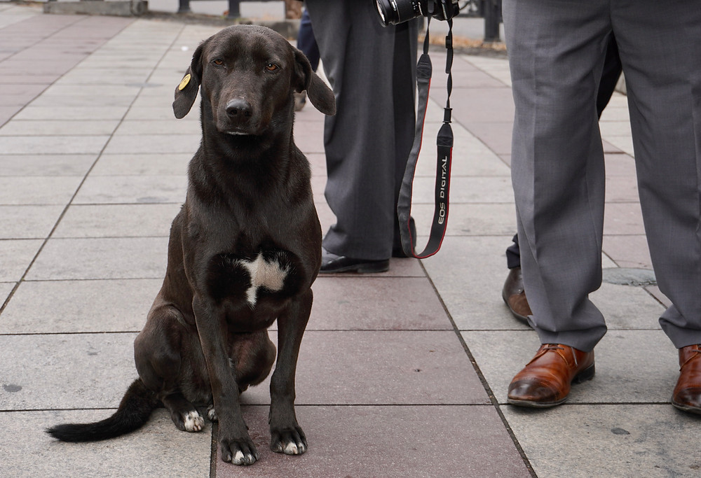 Comme à Istanbul, les chiens errants dûment badges nous accompagnent au hasard des rues. © Fabrice Roy
