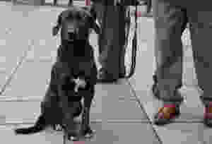 Comme à Istanbul, les chiens errants dûment badges nous accompagnent au hasard des rues. © Fabrice Roy
