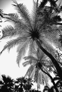 Palmeira PB_Flora Brasilis.jpg
