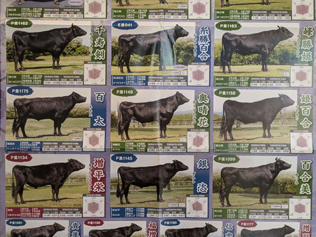 3/4(火)優良種雄牛