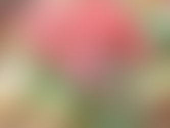 11/22(金)すき焼き肉締切迫る