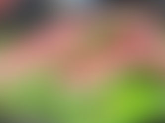 2/28(金)伝統のつる屋鍋