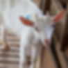 Cabra Ranch Sept-72.jpg